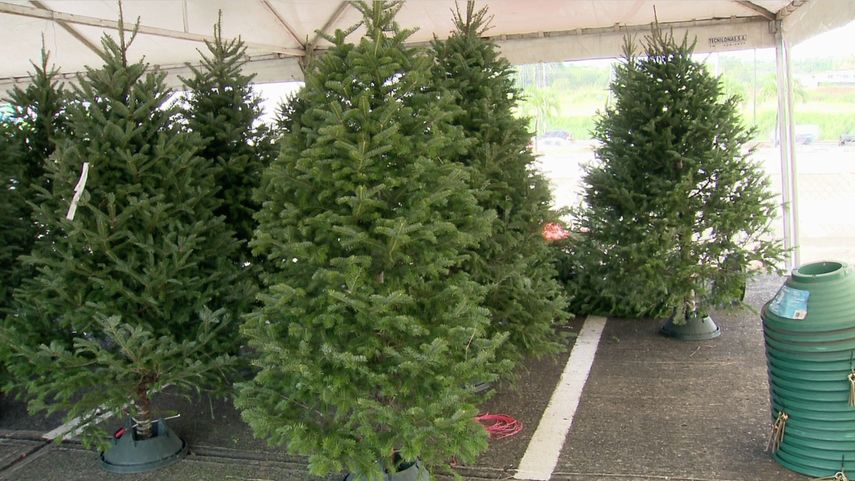 Los arbolitos de Navidad naturales pueden transformarse en composta o abono.