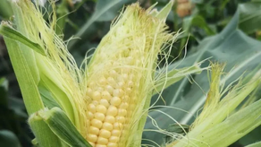 La resolución establece los requisitos generales y sanitarios que deben cumplir los alimentos que sean, contengan o deriven de organismos genéticamente modificados.