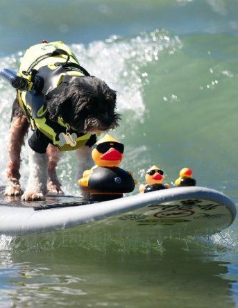 Concurso Anual de Perros Surfistas