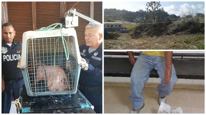 Abren proceso tras quema de herbazal y muerte de un conejo pintado en Villa Lucre
