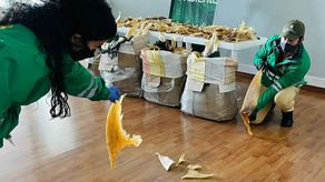 En Colombia el tráfico de fauna puede dar entre cinco y once años de prisión.