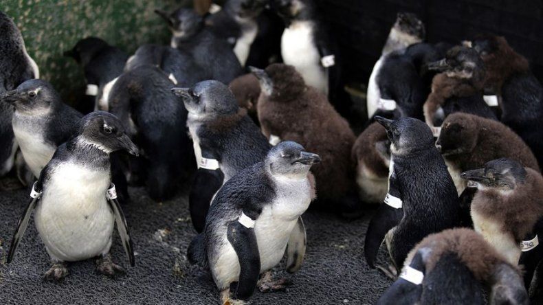 Pingüinos africanos, amenazados por perros domésticos