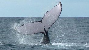 Científicos piden fotos a turistas de Panamá para analizar estado de ballenas