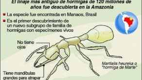 Hallaron en Amazonia linaje más antiguo de hormigas