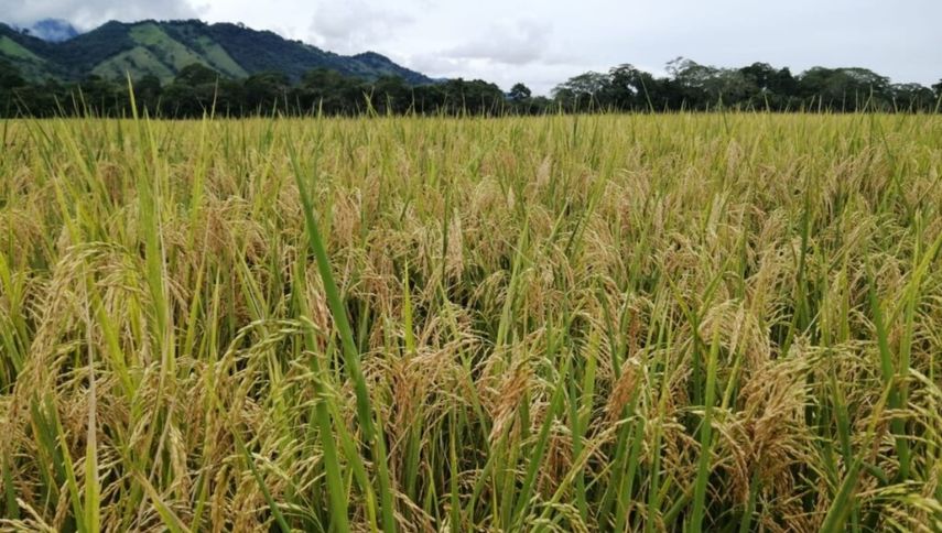 Fin del control del precio al arroz: ¿Desde cuándo se eliminará?