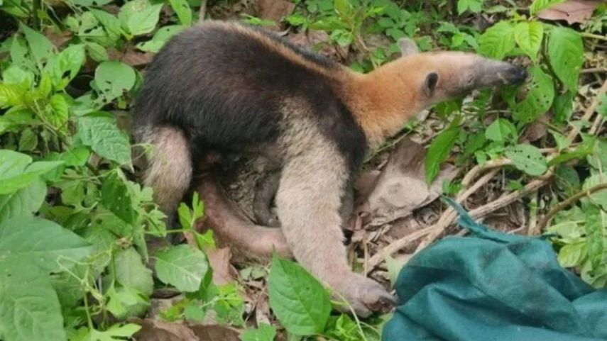 MiAmbiente rescata y da seguimiento a una cría de oso hormiguer