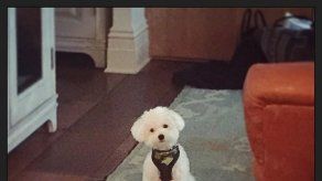 Un coyote mató al perro de Demi Lovato