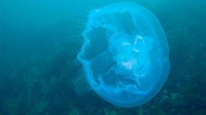 La desestabilización de los océanos favorece la proliferación de las medusas