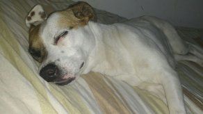 Los perros también sueñan