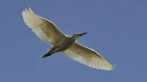 Dura batalla para salvar la grulla blanca