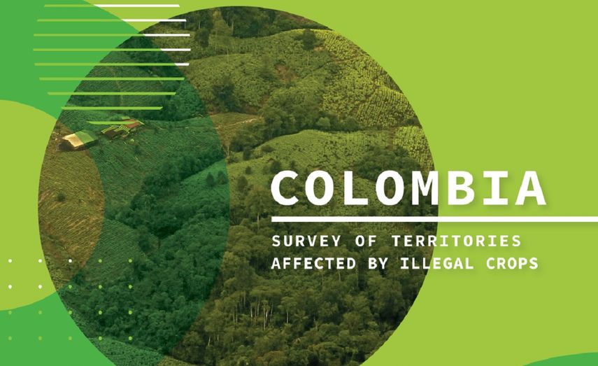 Informe: Colombia registra cifra récord de cultivos de coca