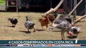 Panamá refuerza vigilancia tras detectarse cuatro casos de gripe aviar en Costa Rica