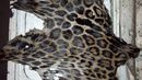 MiAmbiente encuentra piel de jaguar MiAmbiente encuentra piel de jaguar