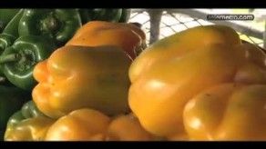 MIDA sancionará a productores que no cumplan con normas sobre plaguicidas MIDA sancionará a productores que no cumplan con normas sobre plaguicidas