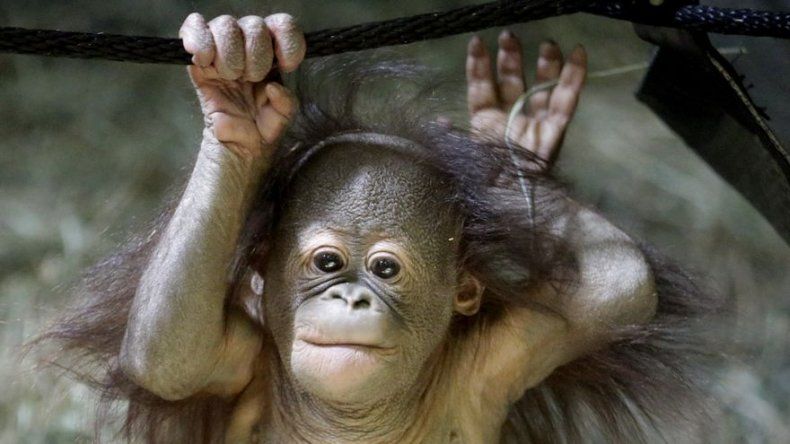 Presentan a crío de orangután en zoológico de Utah