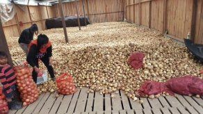 Productores podrían perder 18 mil quintales de cebolla debido a importaciones