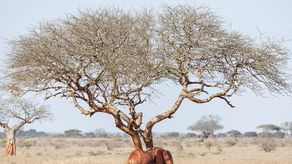 Las abejas ayudan a resolver un conflicto entre elefantes y agricultores en Kenia.