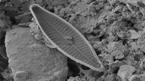 Fotografía de la Universidad Internacional SEK de microscopia electrónica de una navícula (género de algas diatomeas en forma de bote) realizadas en la Universidad de Léon-España.&nbsp;