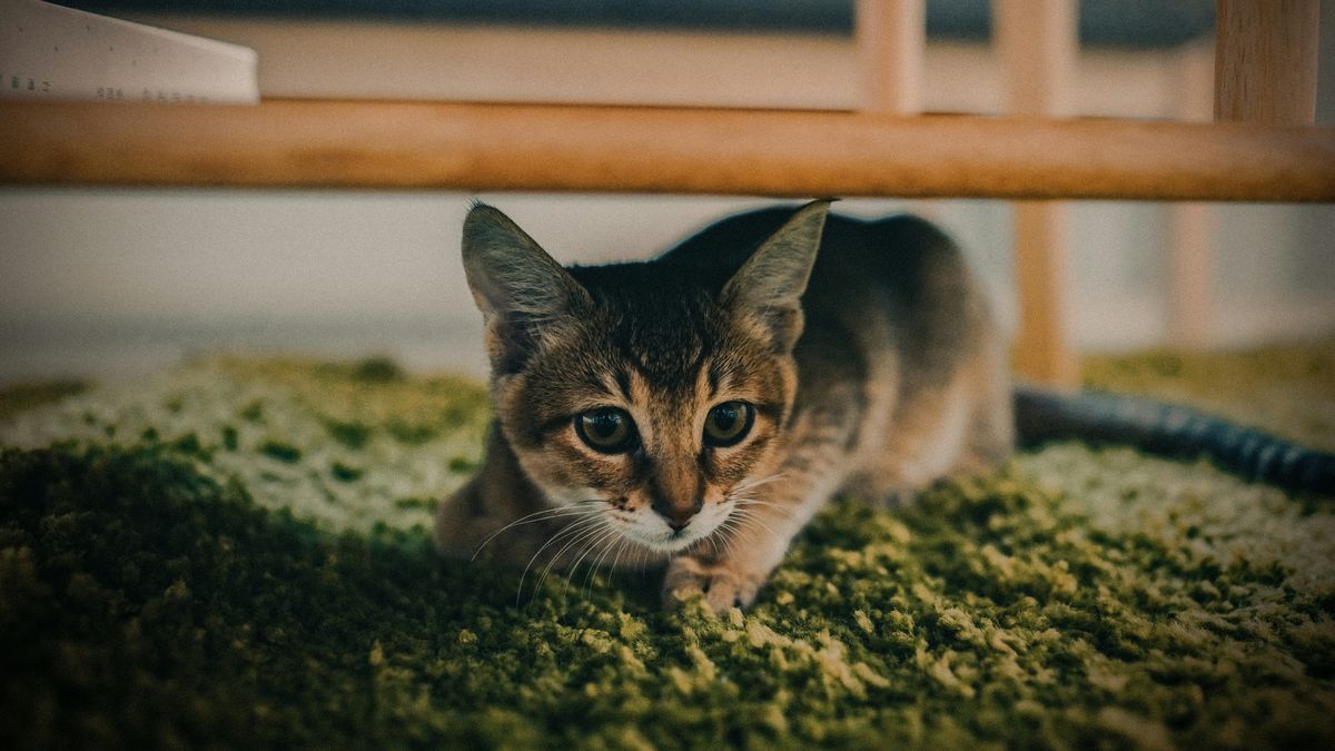 La pirotecnia puede causar miedo y estrés en las mascotas. La pirotecnia puede causar miedo y estrés en las mascotas.