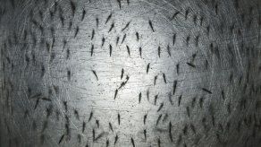 EEUU: tres primeros casos del virus zika registrados en Florida