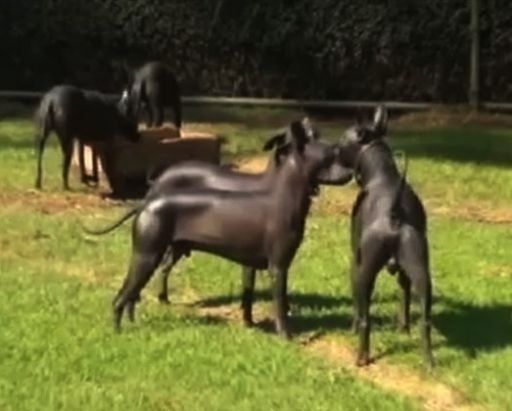 El xoloitzcuintle: símbolo canino de México