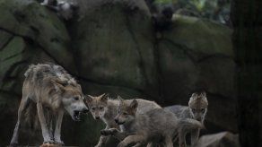 En México los esfuerzos de recuperación del lobo mexicano son dirigidos por la estatal Comisión Nacional de Áreas Naturales Protegidas y la Dirección General de Vida Silvestre de la Secretaría de Medio Ambiente y Recursos Naturales,