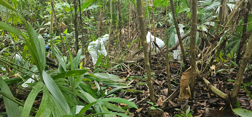 Reportan el hallazgo de un cuerpo en la área boscosa de Panamá Pacífico.