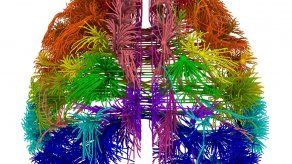 Crean diagrama del cableado del cerebro de ratones