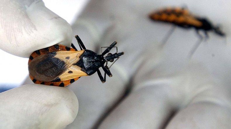 Secuencian el genoma del chinche para explicar su resistencia a insecticidas