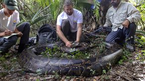 Durante la necropsia se encontraron pezuñas en el tracto digestivo de la serpiente.