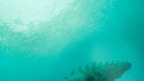 Fósiles de criatura dan luz sobre la evolución de artrópodos