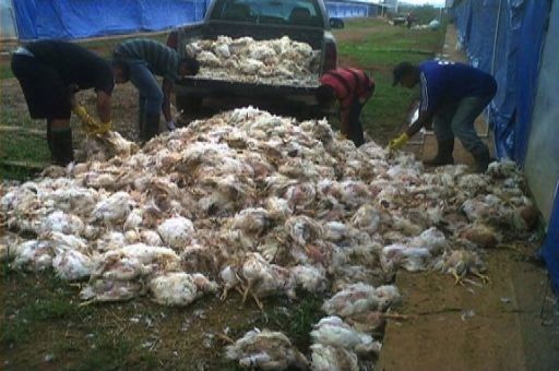 Fallas eléctricas continúan provocando pérdidas en el sector avícola