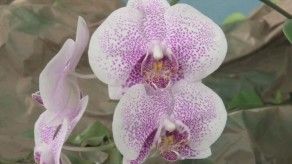 Herrera celebrará la XIV Feria de la Flor del Espíritu Santo