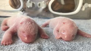 La invasión de sus tierras por parte de los agricultores y la industria ha reducido el espacio de los pandas y los ha aislado de otras poblaciones con las que reproducirse.