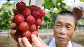 Vendido un racimo de uvas en Japón por 4.000 euros