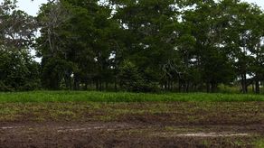 MEDUCA inicia con éxito un proyecto para cultivar arroz en las escuelas