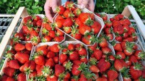Comer frutos rojos ayuda a enlentecer el deterioro mental