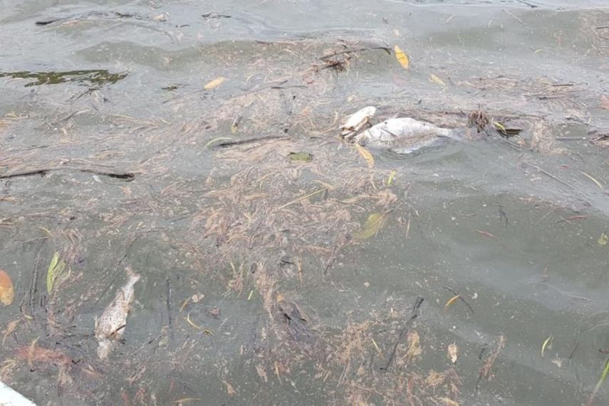 La mayor cantidad de peces se observaron al margen derecho del río San Pablo