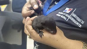MiAmbiente realiza rescates de fauna silvestre en Veraguas MiAmbiente realiza rescates de fauna silvestre en Veraguas