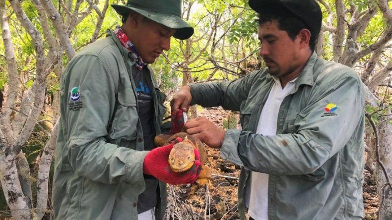 Trasladan iguanas terrestres en Galápagos ante escasez de alimento