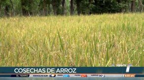 Productores de arroz temen pérdida de miles de quintales del rubro