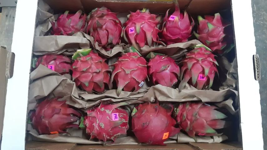 Empresas agroexportadoras enviaron muestras de pitahayas