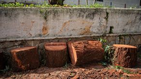 MINSA realizará poda y tala preventiva de árboles