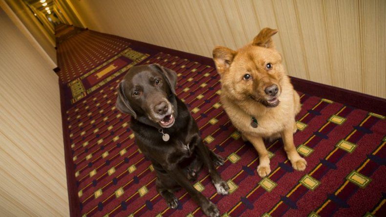 Lugares Pet Friendly para estas vacaciones