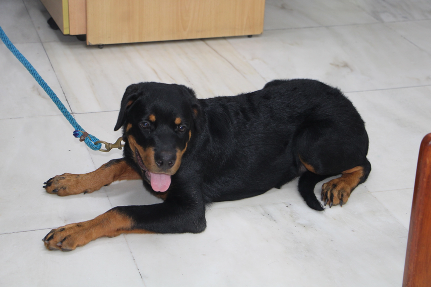 Unidad canina de la Universidad de Panamá se fortalece con un nuevo integrante.