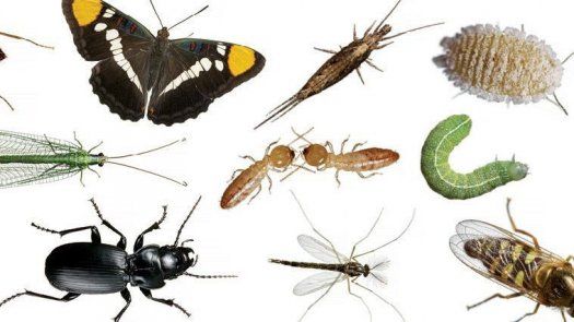 Estudio: Mundo pierde 27% de insectos terrestres en 30 años