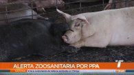 panama decreta alerta zoosanitaria ante la deteccion de la peste porcina africana en republica dominicana panama decreta alerta zoosanitaria ante la deteccion de la peste porcina africana en republica dominicana