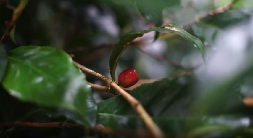 Se subastaron un total de 18 lotes de café geisha natural