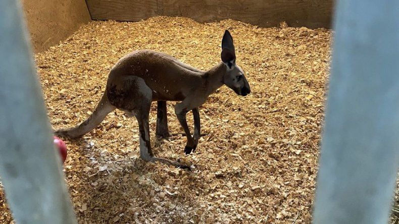 Un hombre enfrenta cargos por dejar un canguro suelto en Florida