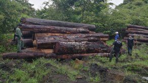 Incautan unas 130 tucas de madera en una finca del distrito de Chepo